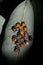 A bunch of Pentatomid bugs, Cantao ocellatus, Amboli, Maharashtra,