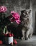 A bunch of peonies in an old vase. Next to him is a grey Scottish cat.