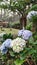 A bunch of perfectly blooming hydrangeas in various colors in a nature tourism area.