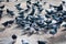 A bunch of pigeons