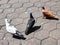 Bunch of Pigeons on the floor near Batu Caves Temple in Malaysia, Pigeons searching for food