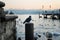 Bunch of pigeons and seagulls sitting on concrete near lake Zurich Switzerland