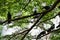 Bunch of Pigeons on the tree branches near Batu Caves Temple in Malaysia, Pigeons searching for food