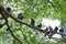 Bunch of Pigeons on the tree branches near Batu Caves Temple in Malaysia, Pigeons searching for food