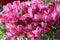 Bunch of pink alstroemeria