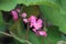 a bunch of pink bee bush (Antigonon leptopus) flowers