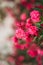 Bunch of pink bougainville tropical flower