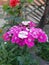 Bunch of pink daisy flowers in closeup in the garden . Partially Blurred background, summer season of Hunza