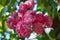 A bunch of pink decorative roses on a branch. Macro photo of roses