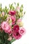 Bunch of pink eustoma flowers
