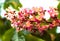 Bunch of pink flowers of the horse-chestnut tree