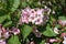 Bunch of pink flowers of Weigela florida in May