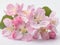 A bunch of pink flowers on a white surface, Spring close-up image of apple blossoms