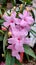 A bunch of pink Mexican petunia flowers surrounded by green leaves in a flower pot.