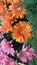 Bunch of pink and orange Daisy Flowers