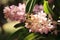 Bunch of pink pastel Ascocentrum orchid flower in nature