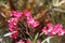 Bunch of pink perennial flowers