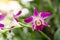 Bunch of pink petals Dendrobium hybrid orchid under green leafs tree on blurry background