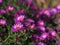 Bunch of pink rice button asters on blurred background