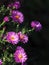 Bunch of pink rice button asters on dark background