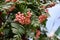 Bunch of pink rowan berries. Branch of a rowan-tree