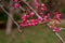 Bunch of pink rowan berries. Branch of a rowan-tree
