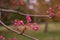 Bunch of pink rowan berries. Branch of a rowan-tree