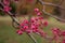 Bunch of pink rowan berries. Branch of a rowan-tree