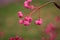 Bunch of pink rowan berries. Branch of a rowan-tree