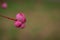 Bunch of pink rowan berries. Branch of a rowan-tree