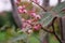 Bunch of pink rowan berries. Branch of a rowan-tree