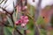 Bunch of pink rowan berries. Branch of a rowan-tree