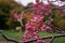 Bunch of pink rowan berries. Branch of a rowan-tree