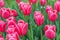 Bunch of pink tulips Debutante flowers with green leaves blooming in meadow, park flowerbed outdoor