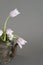 Bunch of pink tulips in an old kettle