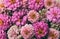 Bunch of pink Zinnias for floral background
