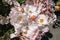 Bunch of pInkish white wild roses in full bloom in rose garden - selective focus