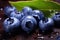 A bunch of plump and juicy blueberries sitting on top of a rustic wooden table, ready to be enjoyed, Wet fresh Blueberry with
