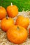 Bunch of plump and juicy holiday pumpkins