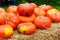 Bunch of plump and juicy holiday pumpkins