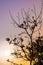 Bunch of pods and seeds of bungor trees and colors of the evening sky