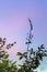 Bunch of pods and seeds of bungor trees and colors of the evening sky