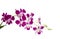 A bunch of pretty pink petals of Dendrobium orchid blooming isolated, die cut on white background with clipping path