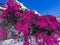 Bunch of purple bougainvillea flowers.