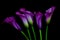 Bunch of purple calla lily flowers against dark background