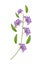 Bunch of Purple Crape Myrtle Flowers on White Background