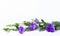 Bunch of purple eustoma flowers prairie gentian, lisianthus lying on white background