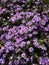 Bunch of Purple flower