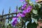 Bunch of purple flowers of morning glory against blue sky