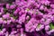 Bunch of purple Perez`s sea lavender Limonium perezii